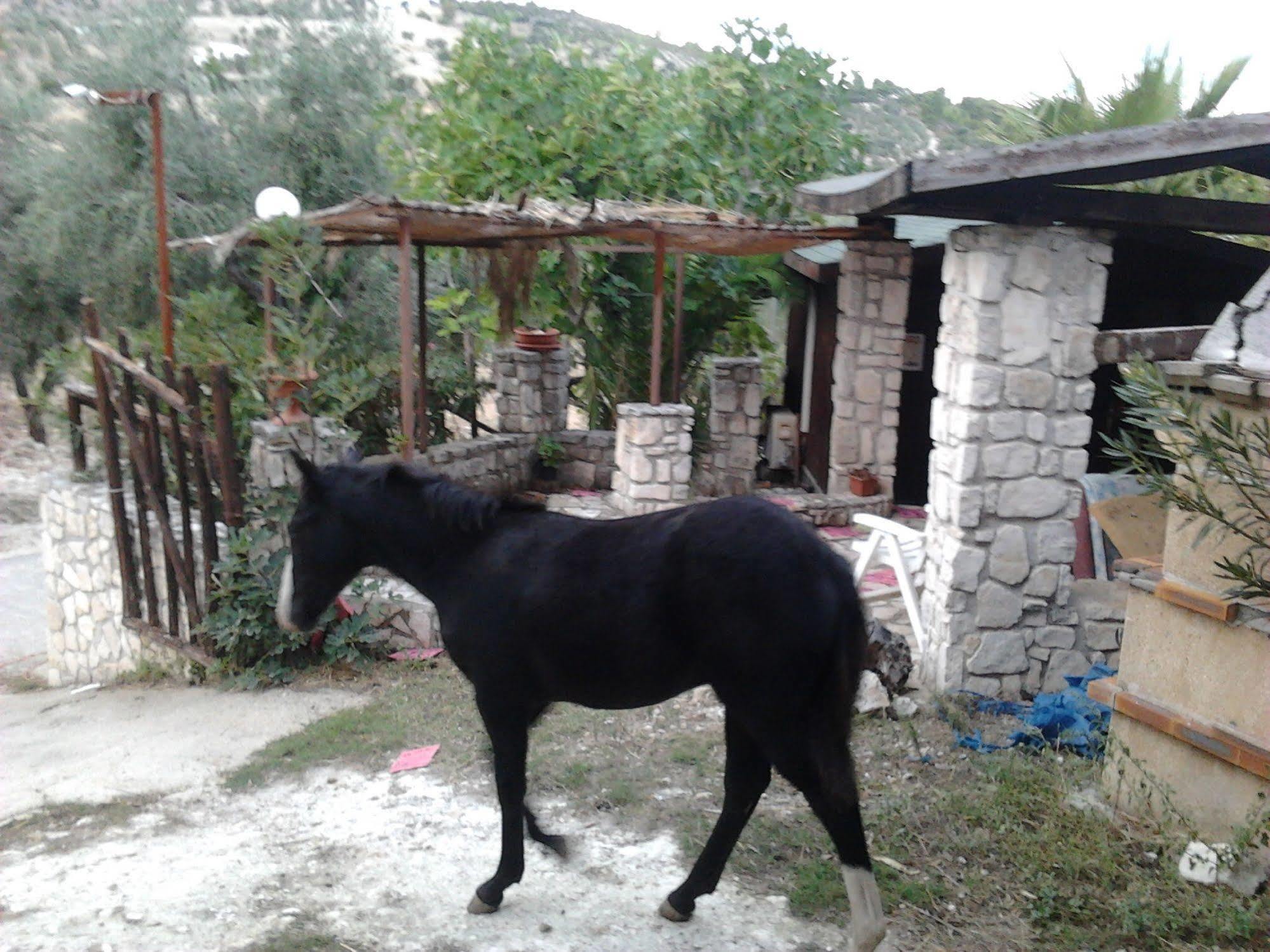 Agricostella Agriturismo 비에스테 외부 사진